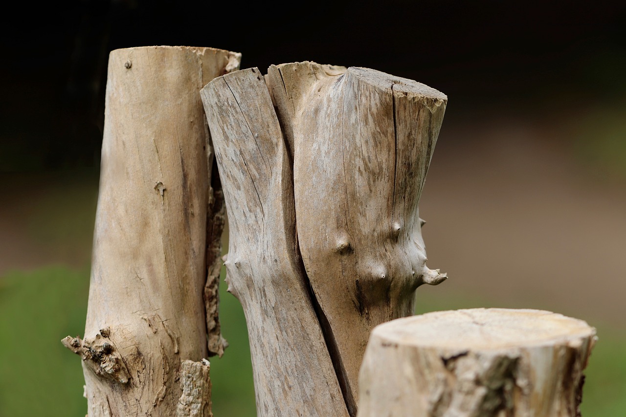 découvrez les causes, les conséquences et les solutions face à la déforestation. informez-vous sur son impact environnemental et les actions pour préserver les forêts de notre planète.