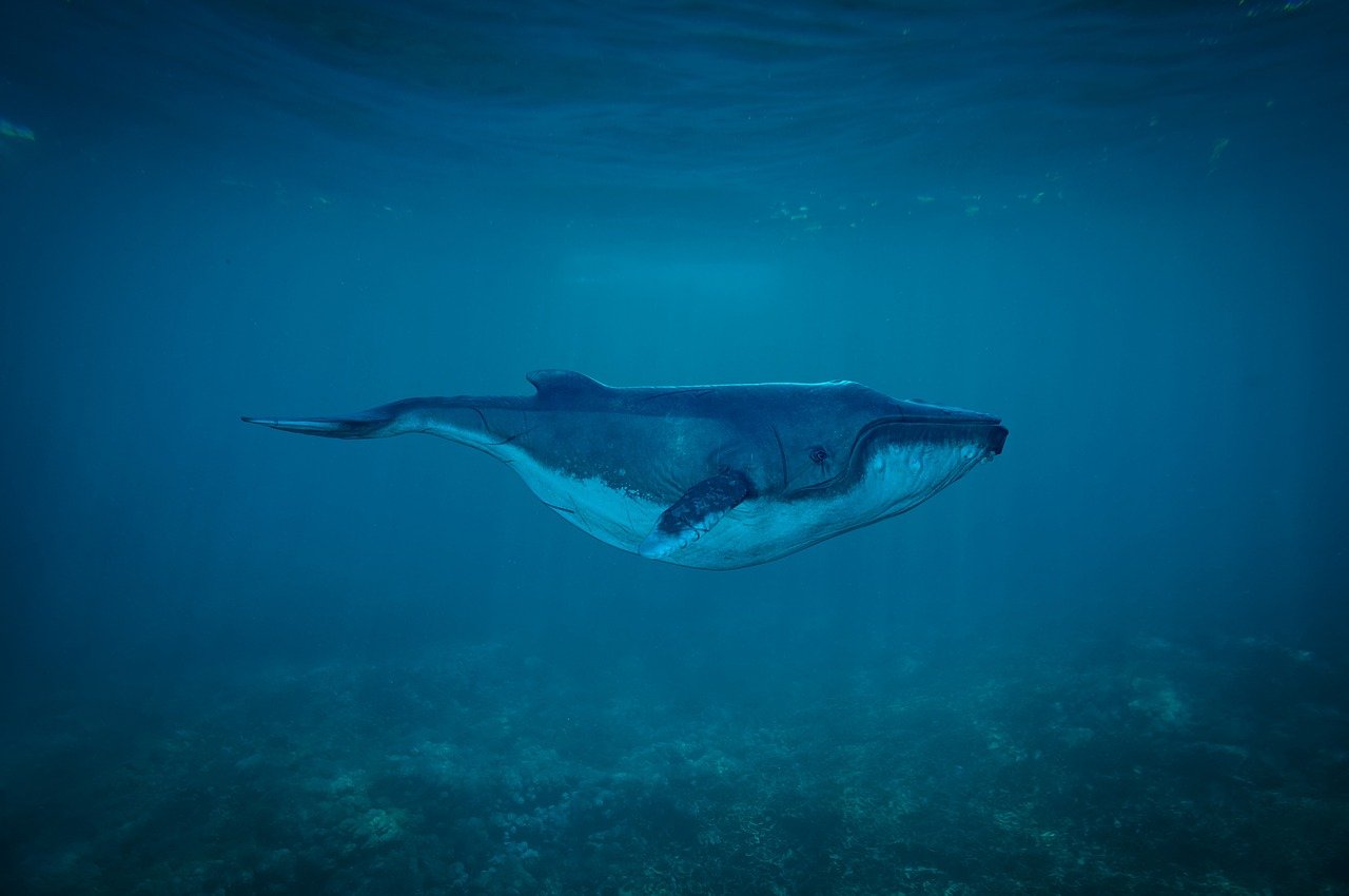 découvrez la beauté et la diversité des océans, explorez leurs écosystèmes fascinants et comprenez leur importance vitale pour notre planète.