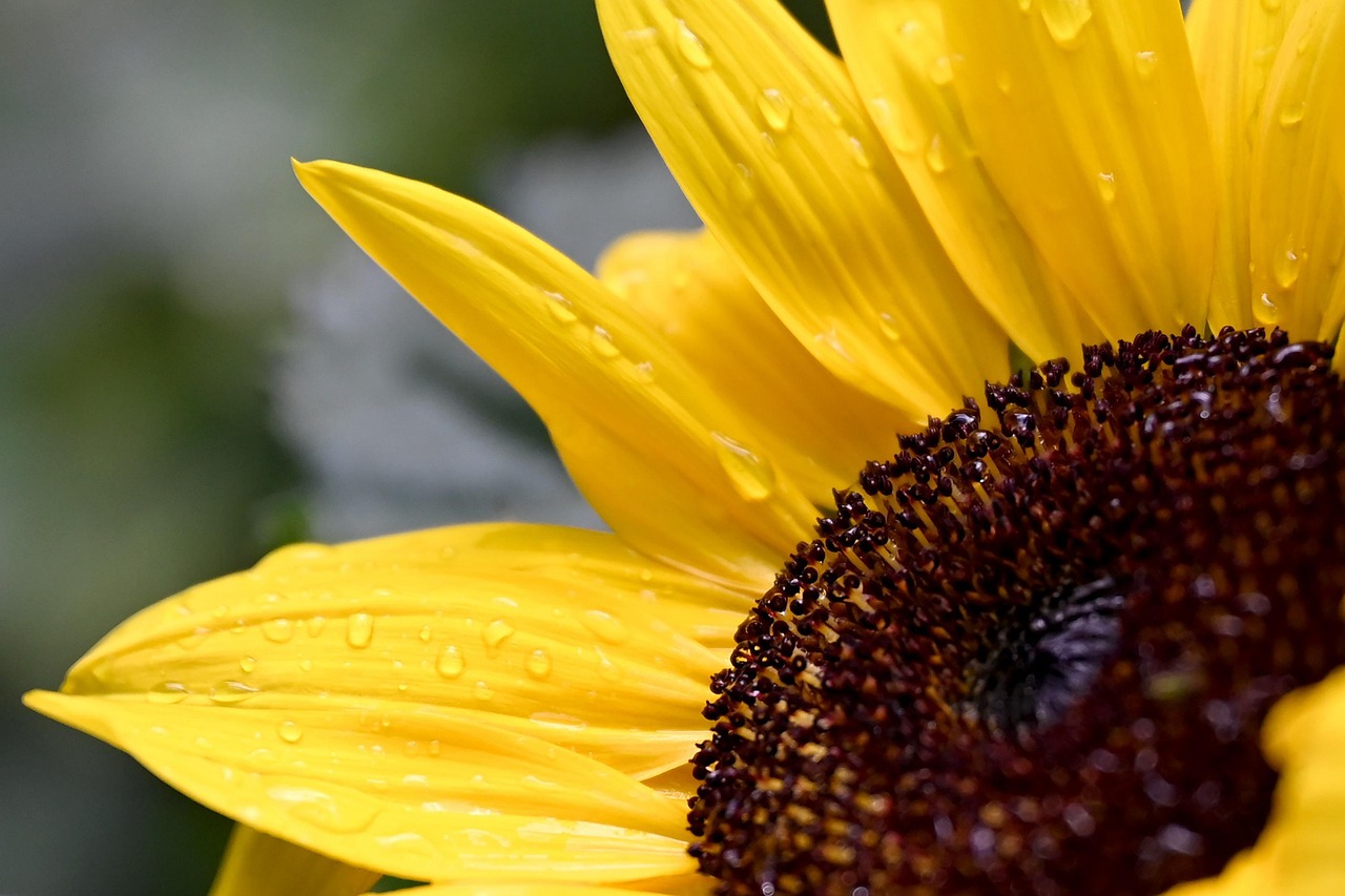 découvrez des conseils et astuces pour réussir votre jardinage, cultiver vos plantes et embellir votre espace extérieur toute l'année.