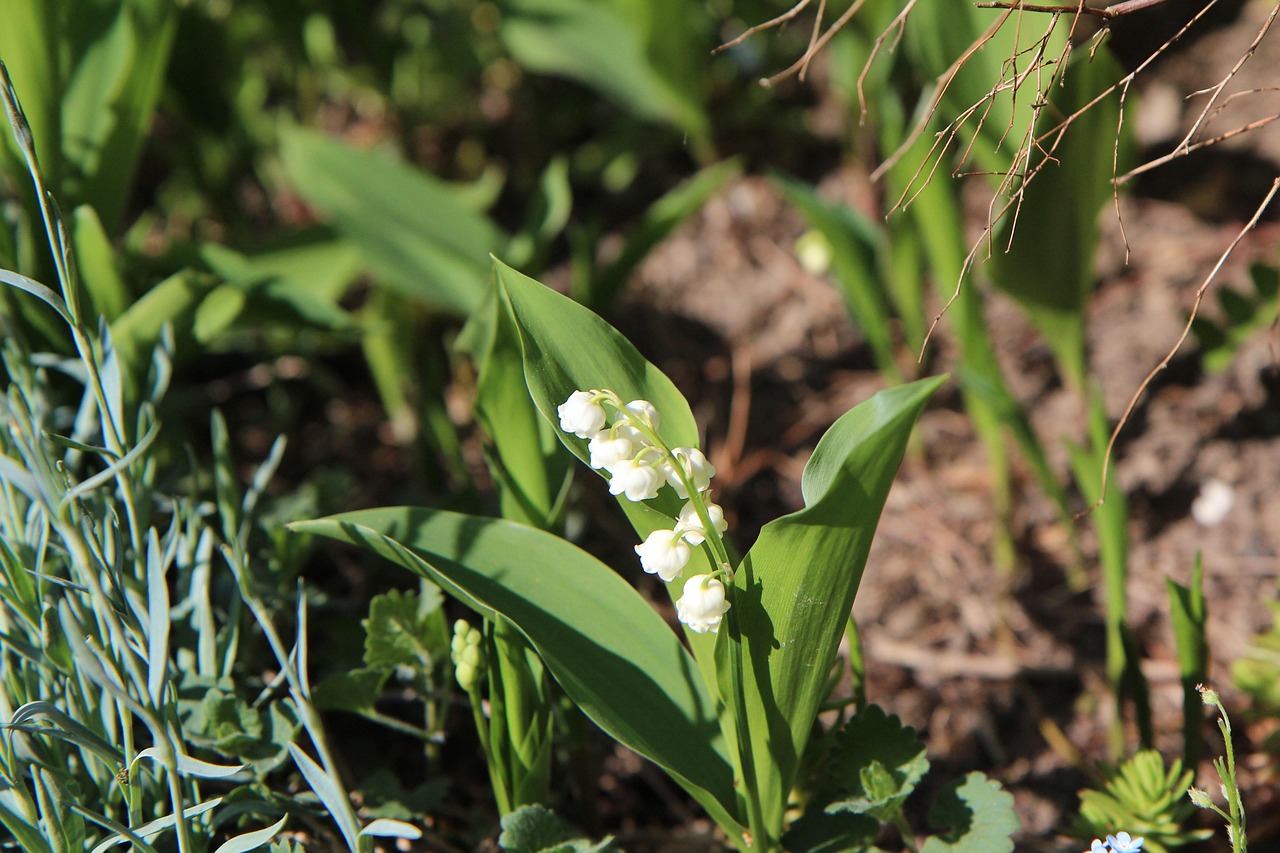 découvrez le muguet, une plante délicate et parfumée symbole de bonheur et de chance, idéale pour embellir vos jardins et célébrer le printemps.
