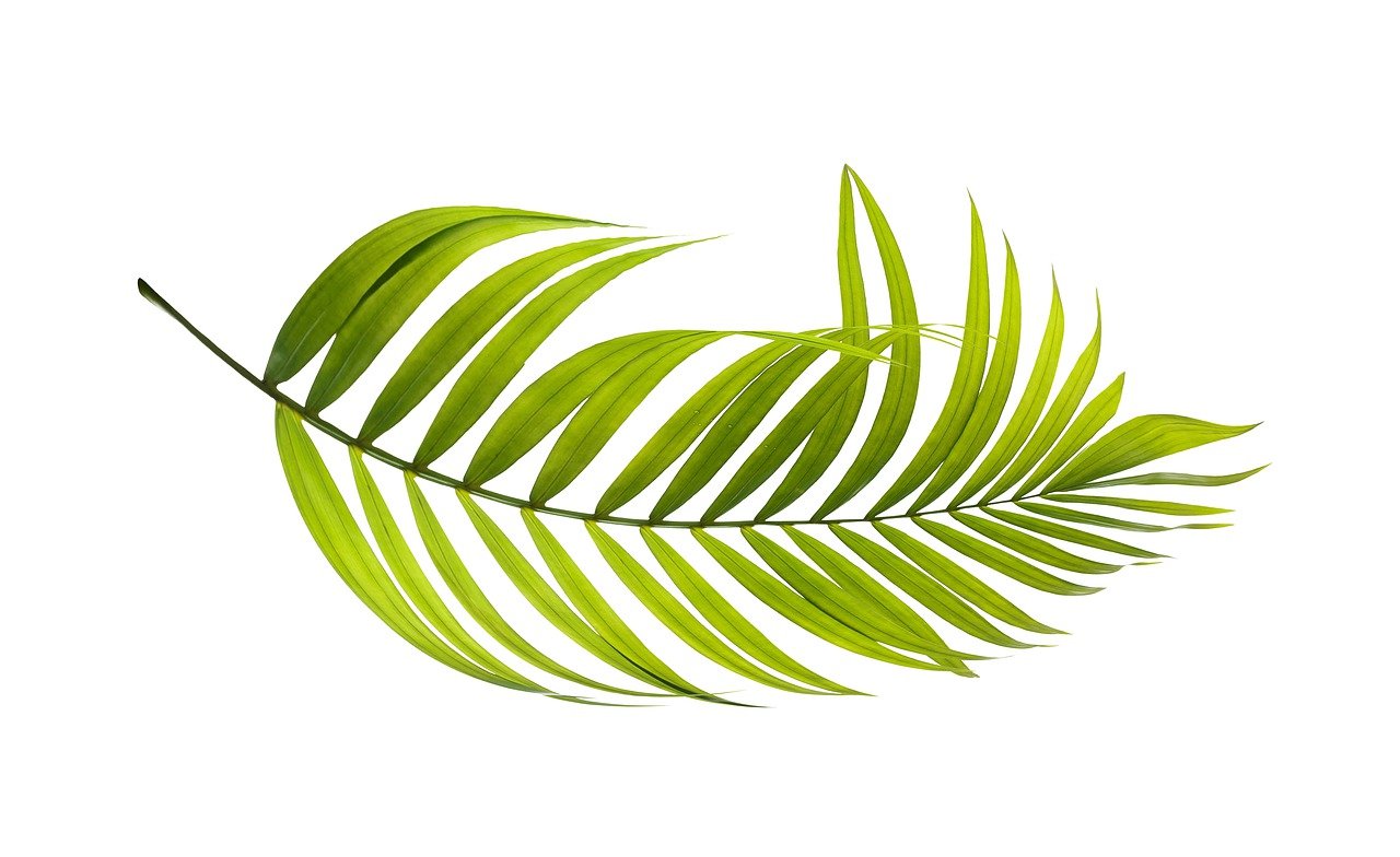 découvrez l'art du jardinage urbain biologique : conseils pratiques pour cultiver des plantes saines et durables en milieu citadin.