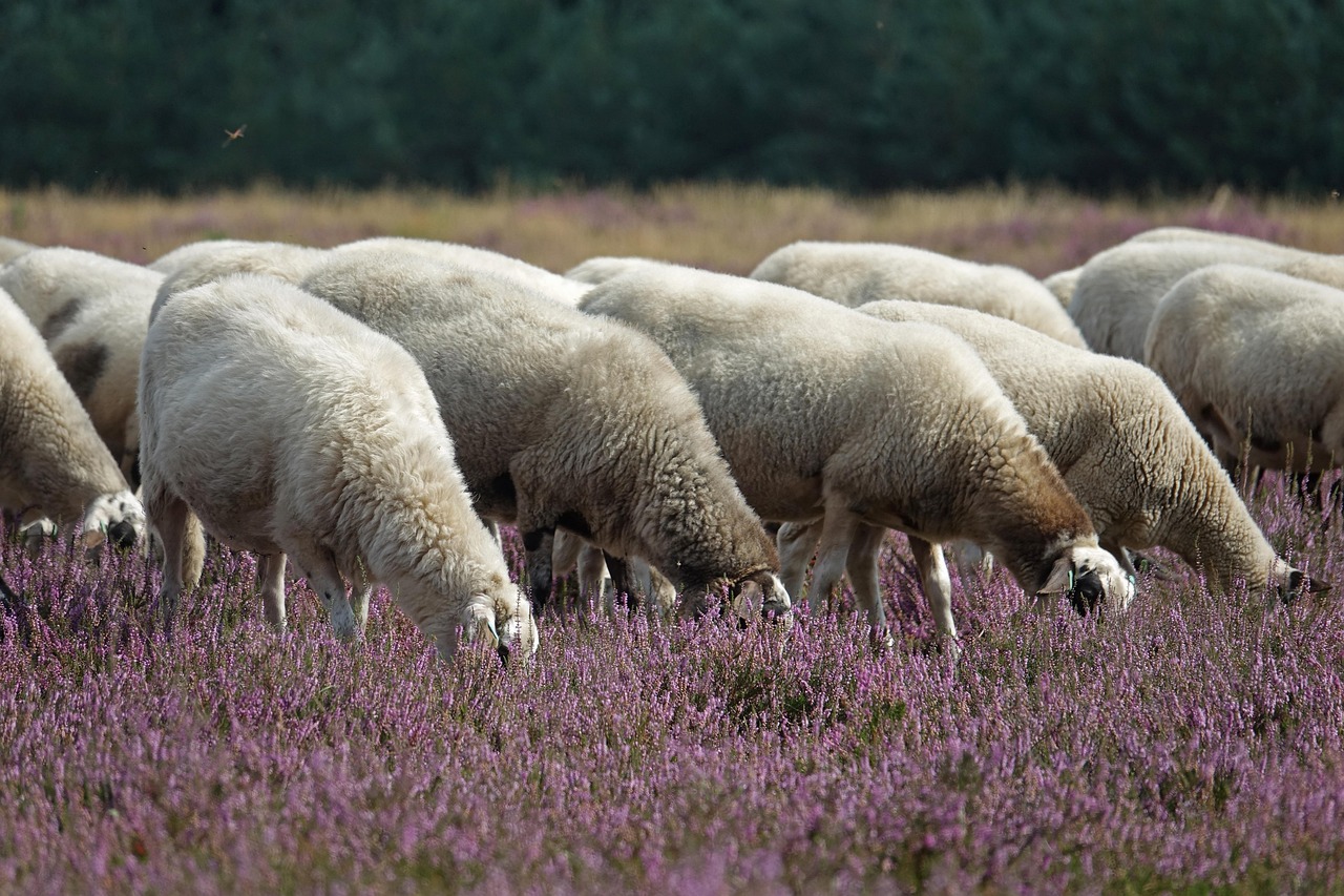découvrez l'eco-grazing, une approche durable de pâturage respectueuse de l'environnement, favorisant la biodiversité et la santé des sols.