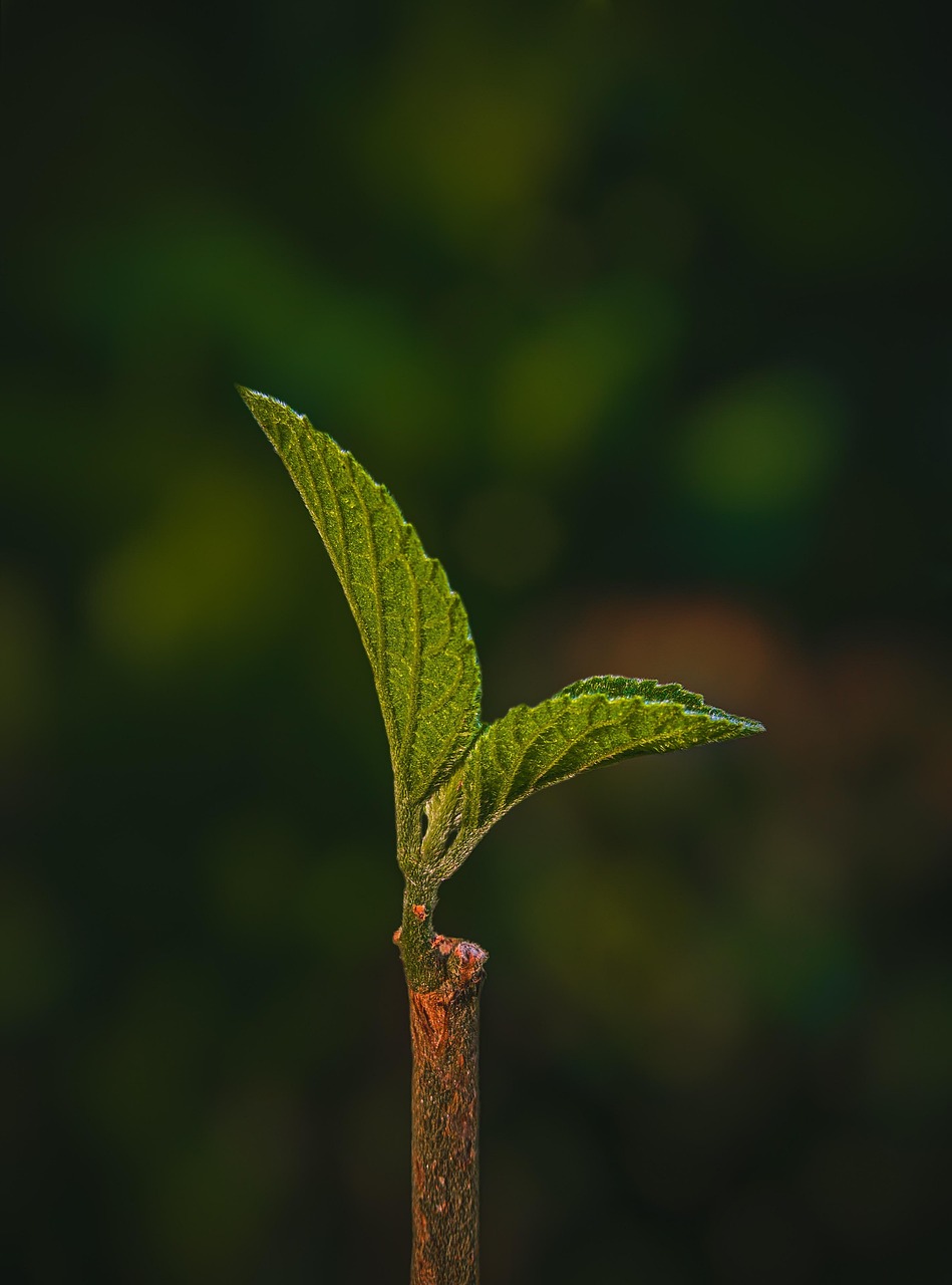découvrez notre sélection de livres éco-responsables, imprimés avec des matériaux durables et respectueux de l'environnement, pour une lecture engagée et responsable.