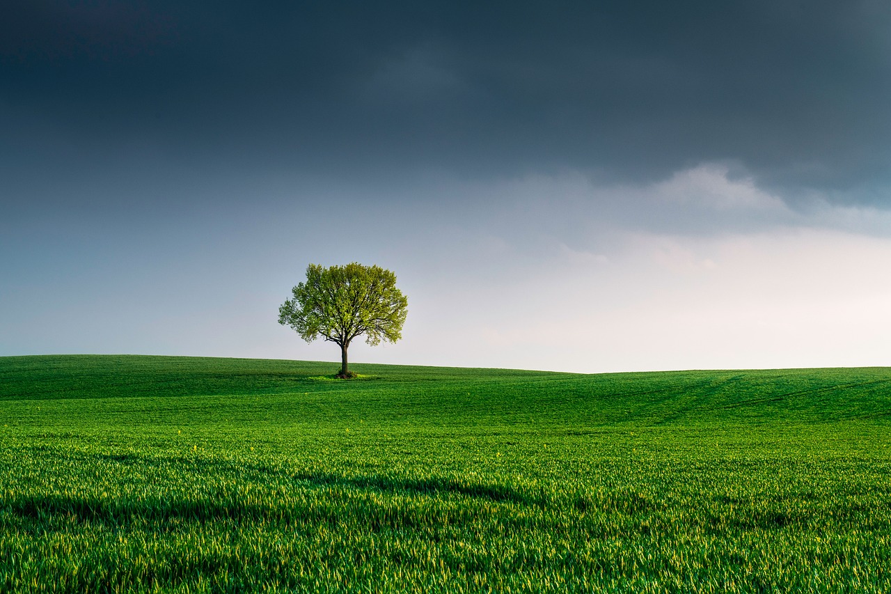 explorez l'importance de la protection de l'environnement et découvrez des actions concrètes pour préserver notre planète. apprenez comment chaque geste compte pour un avenir durable.