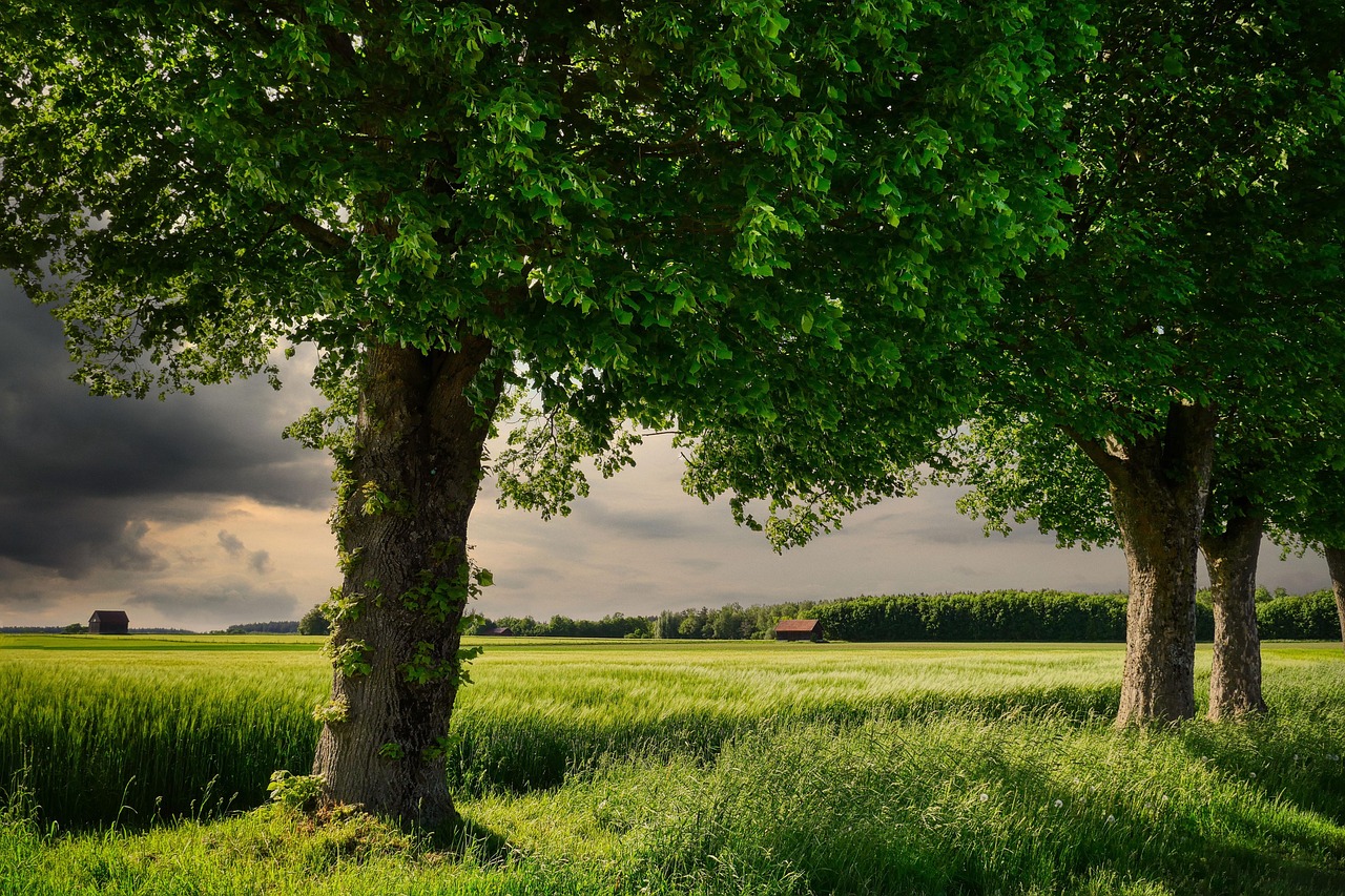 découvrez les dernières actualités, techniques et innovations en agriculture pour améliorer vos récoltes et soutenir une agriculture durable.