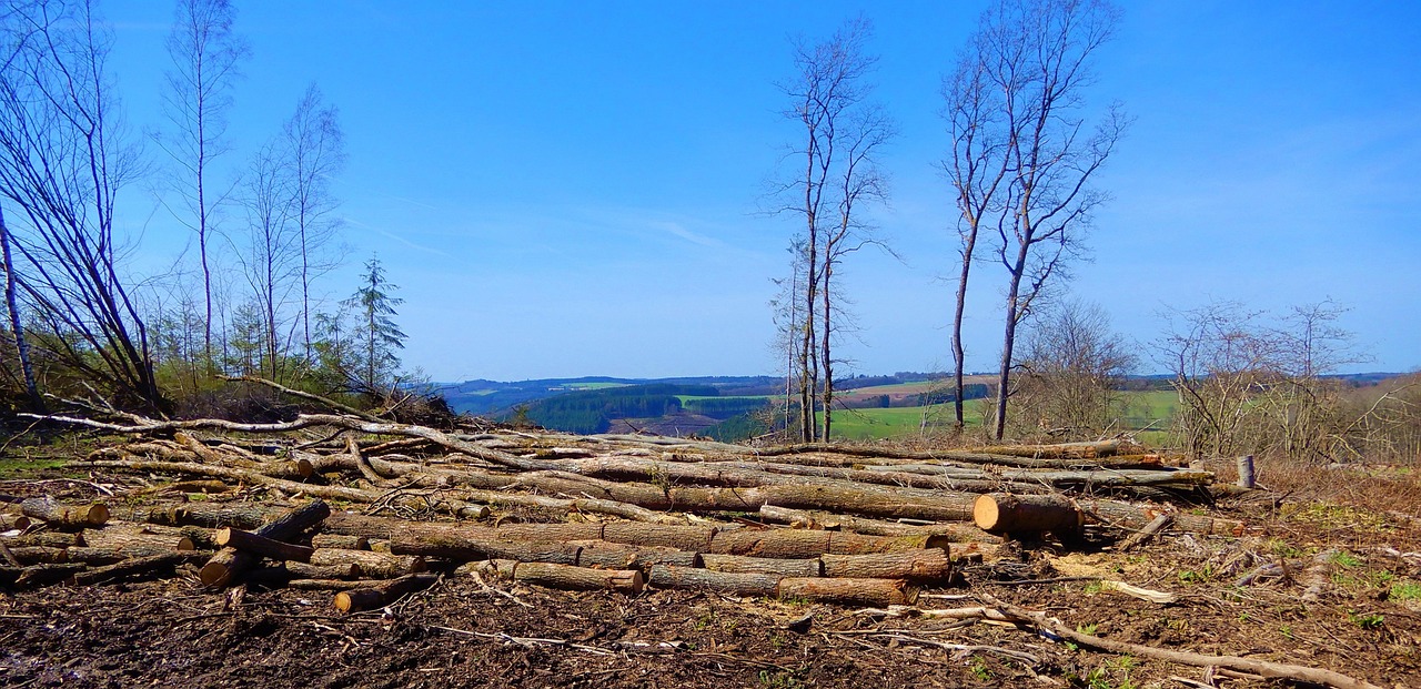 découvrez les causes, les conséquences et les solutions pour lutter contre la déforestation, un enjeu environnemental majeur pour la biodiversité et le climat.