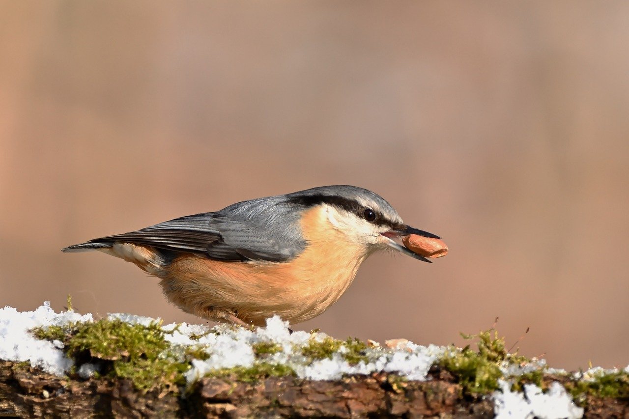 découvrez l'importance des tourbières, écosystèmes uniques qui stockent le carbone, protègent la biodiversité et régulent le climat.
