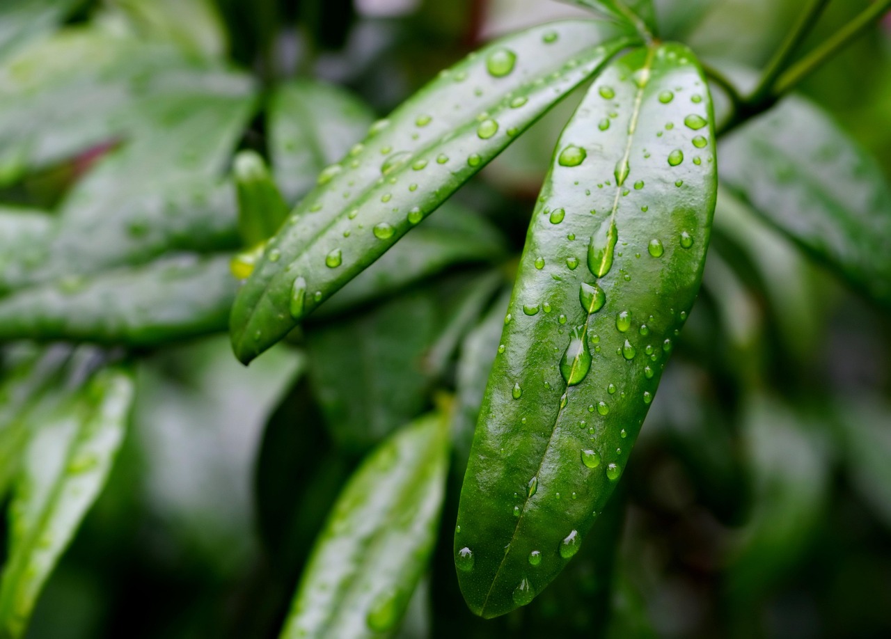 découvrez les techniques de collecte et de gestion des eaux de pluie pour économiser l'eau, réduire les coûts et protéger l'environnement.