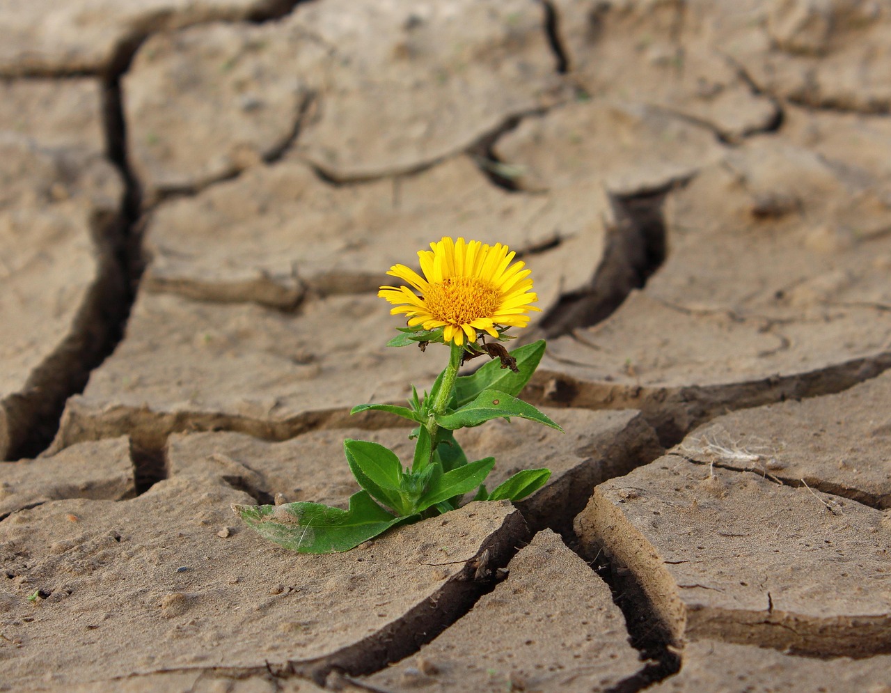 découvrez comment renforcer la résilience climatique en adaptant votre communauté, entreprise ou territoire face aux changements climatiques grâce à des solutions innovantes et durables.