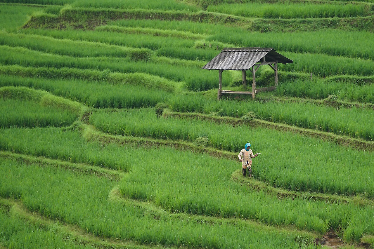 découvrez le monde de l'agriculture : ses techniques, ses innovations et son impact sur l'environnement. explorez les pratiques durables et apprenez comment l'agriculture façonne notre alimentation et notre économie.
