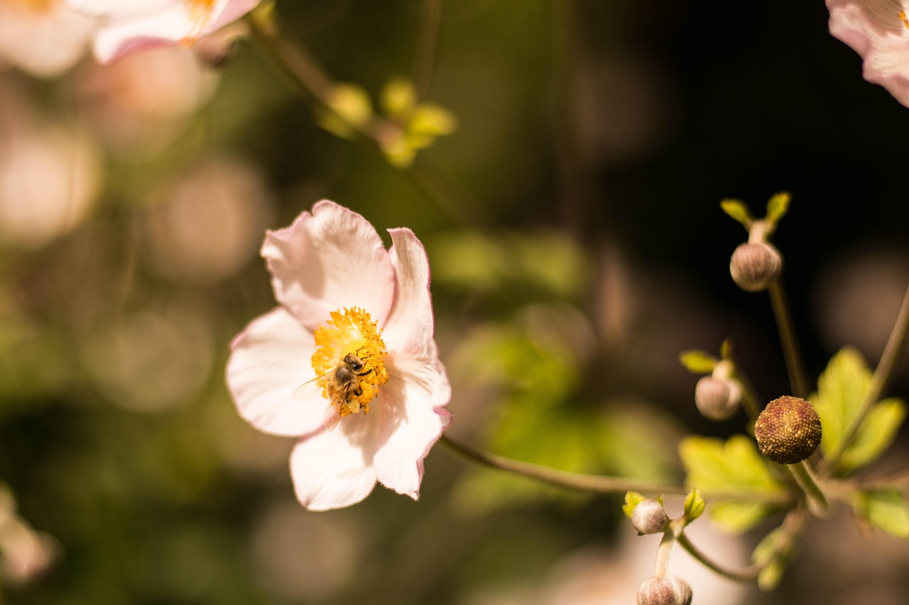 étiquettes de jardin pratiques et durables pour organiser facilement vos plantes et fleurs.