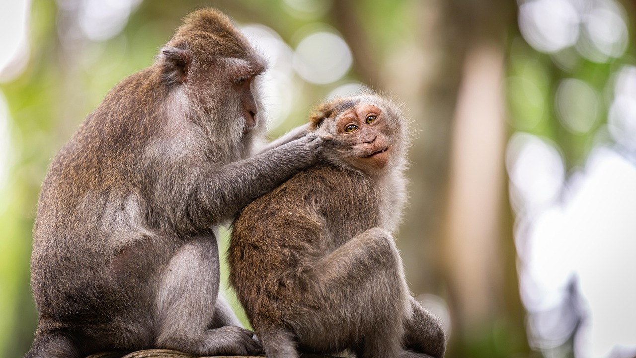 découvrez tout sur les forêts tropicales : biodiversité exceptionnelle, rôle clé dans le climat, menaces et solutions pour leur préservation. plongez au cœur de ces écosystèmes fascinants !