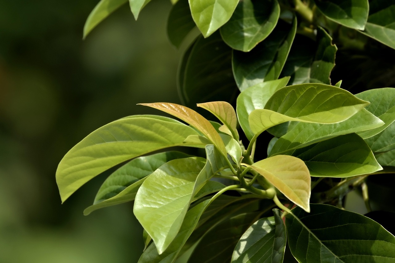 Harmoniser l’Expansion Mondiale avec une Responsabilité Écologique