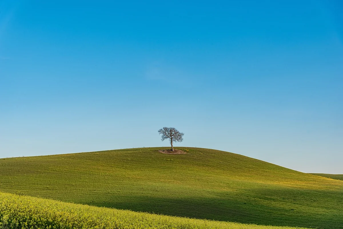 Les prairies et légumineuses : piliers d’une agriculture bas-carbone pour demain, d’après The Shift Project