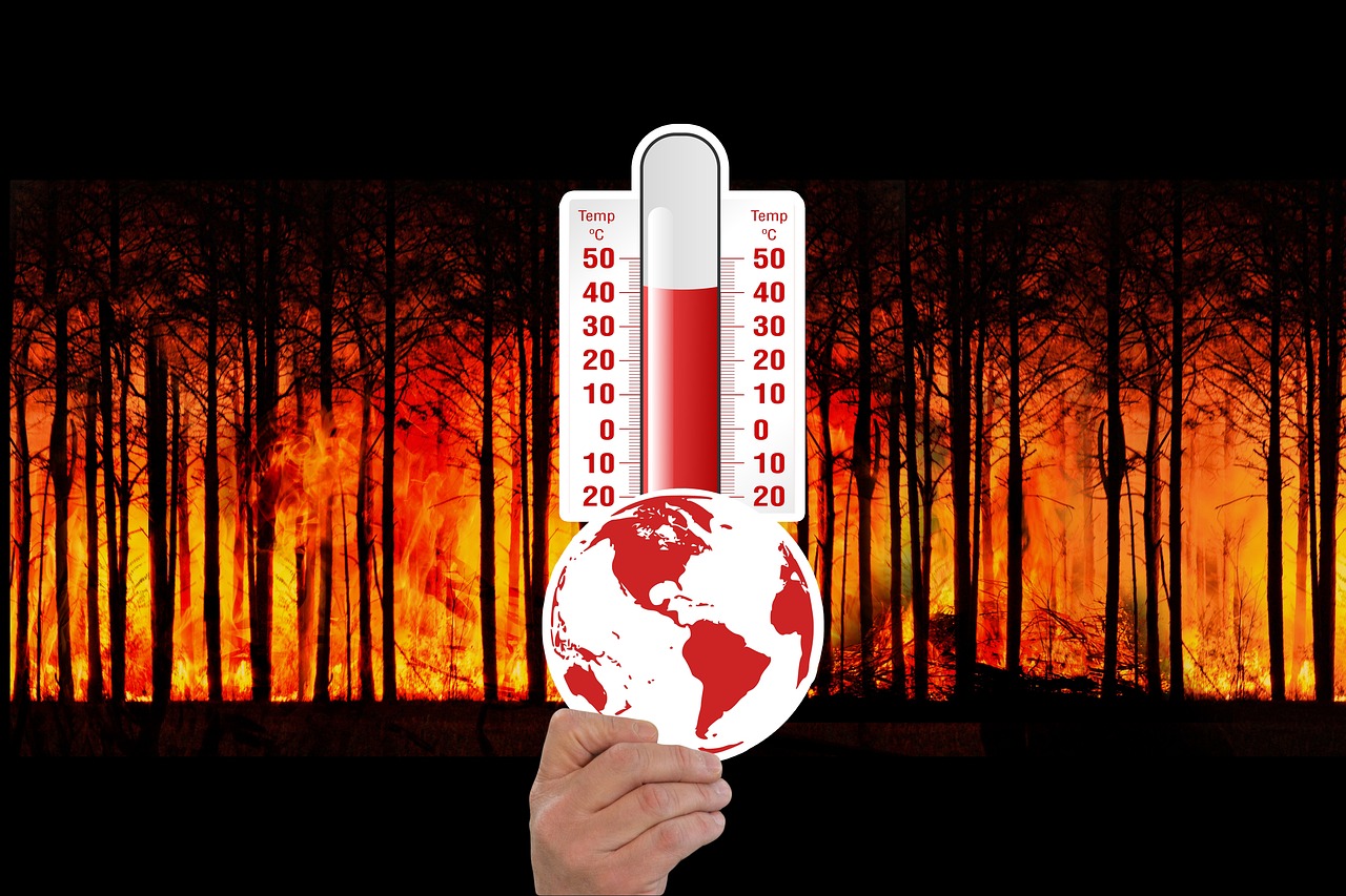 Changement climatique : quelles conséquences sur le rôle des forêts comme puits de carbone ?
