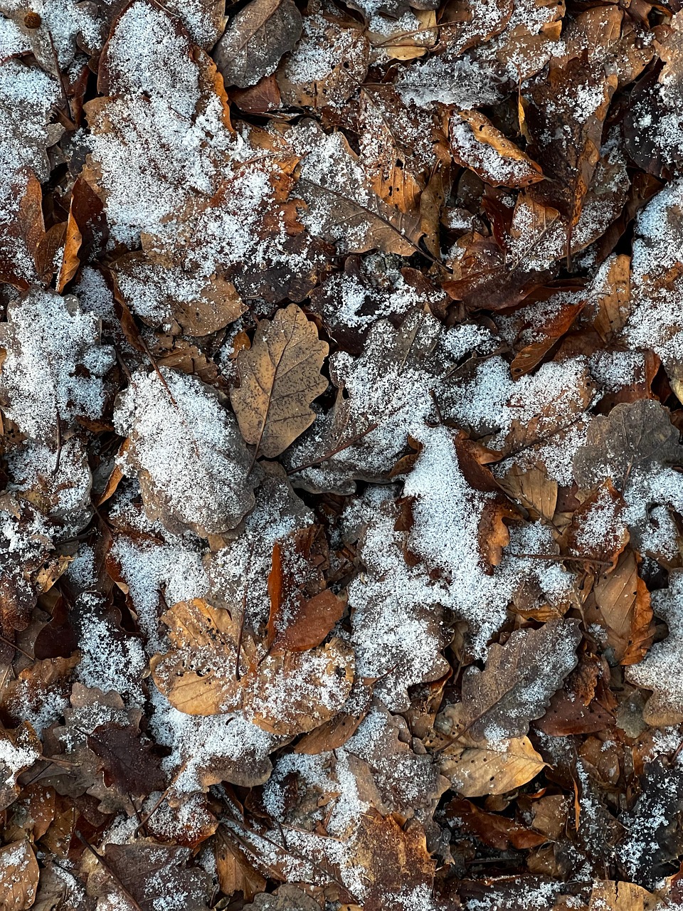 Face à l’urgence climatique, il est indispensable d’apporter notre soutien aux forêts qui ne peuvent s’adapter seules