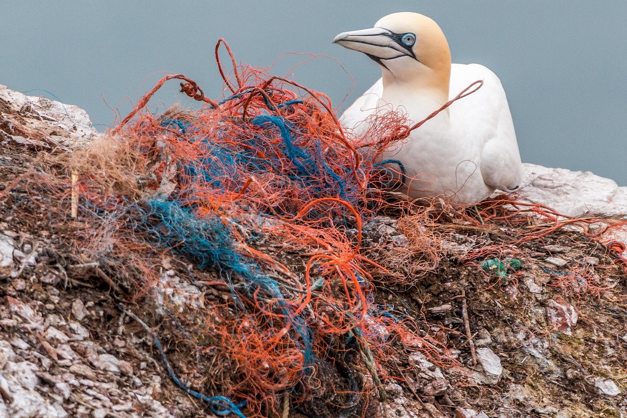 Une étude révolutionnaire révèle l’impact écologique caché de la pêche sur notre planète