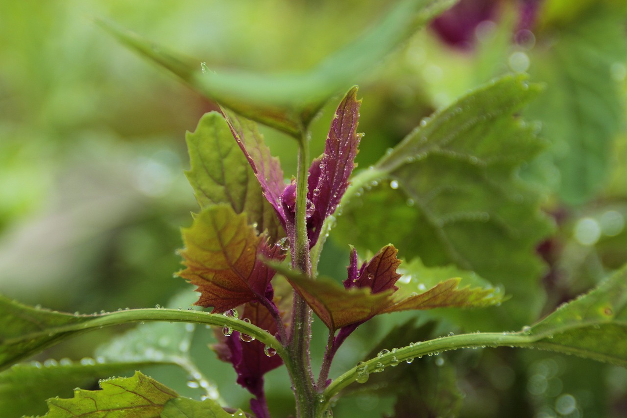 Jardinage bio balcon : conseils essentiels pour réussir votre potager urbain