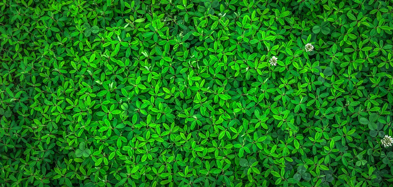 Isolation thermique écologique : les solutions durables pour améliorer le confort de votre habitat