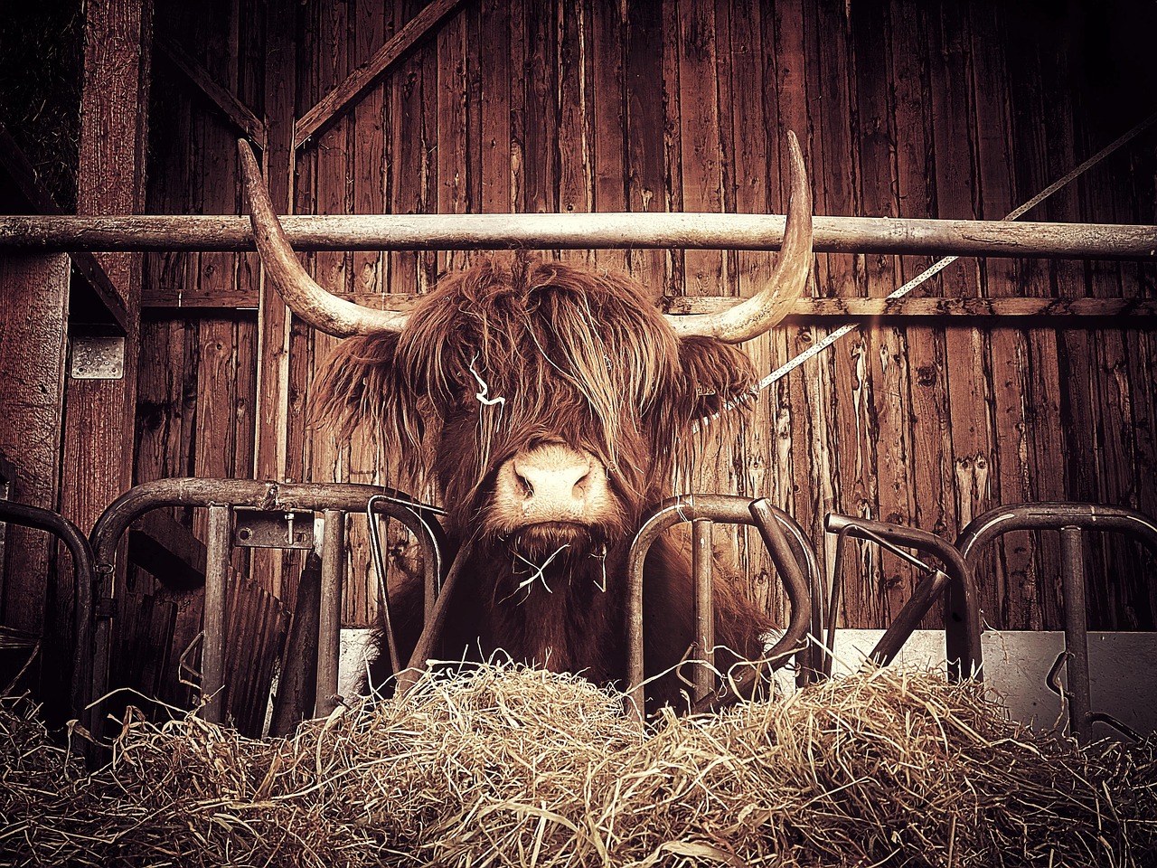 Dans le Pas-de-Calais, Alexis Bur opte pour plus d’herbe et moins de maïs dans l’alimentation de ses vaches