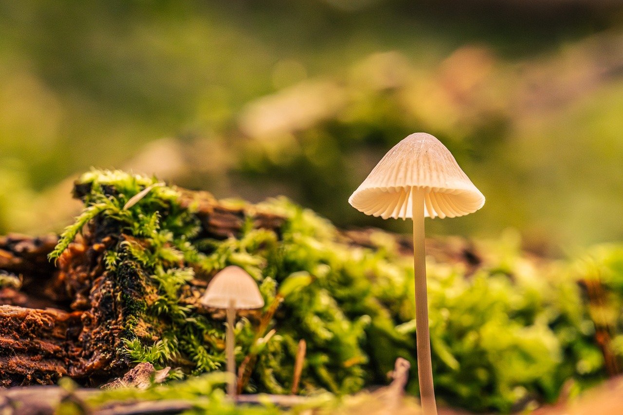 Écologie des ressources : comprendre l’impact de notre consommation sur l’environnement