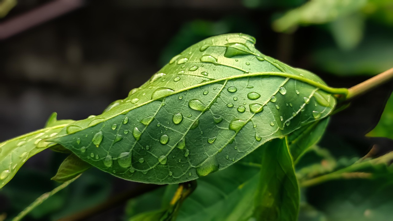 Alimentation durable : Comment adopter des pratiques respectueuses de l’environnement