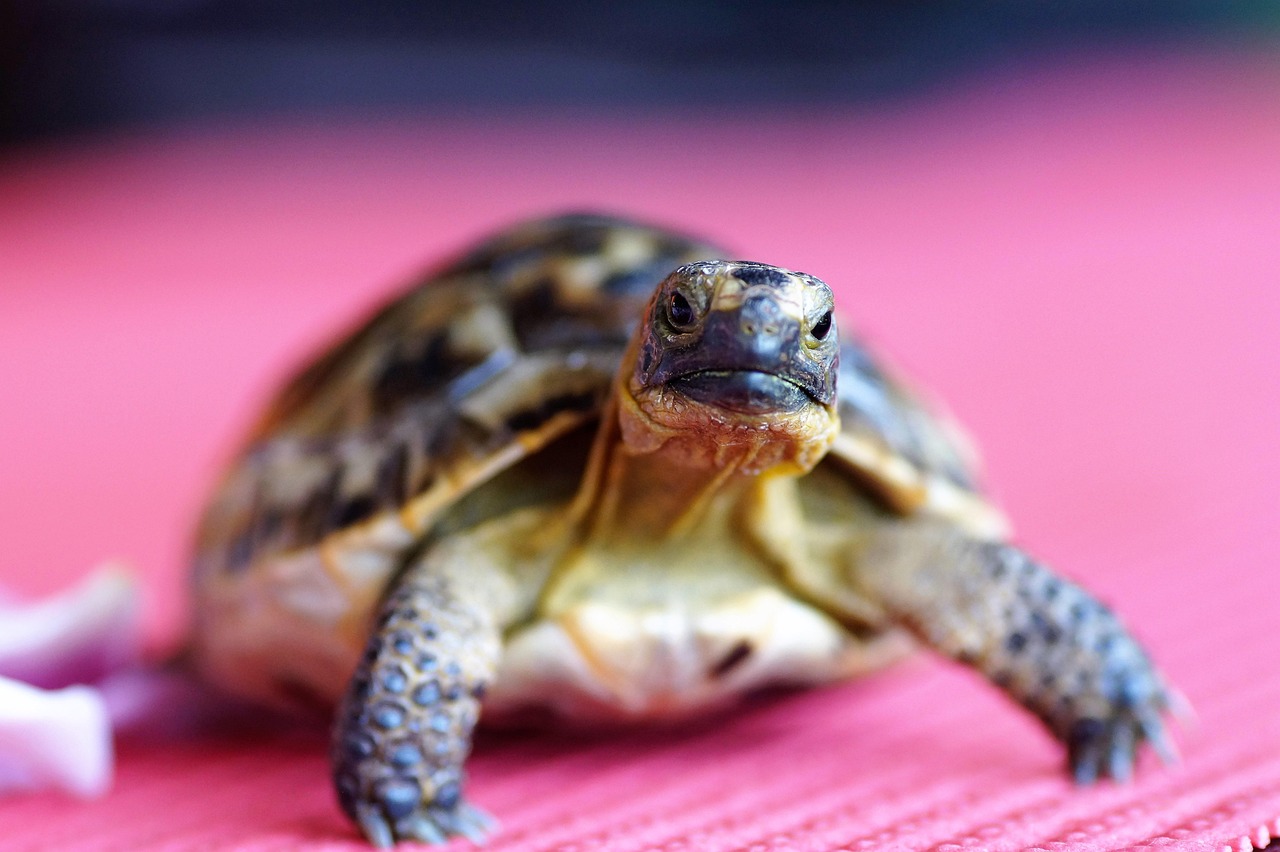 Biodiversité terrestre : comprendre son importance pour l’équilibre des écosystèmes
