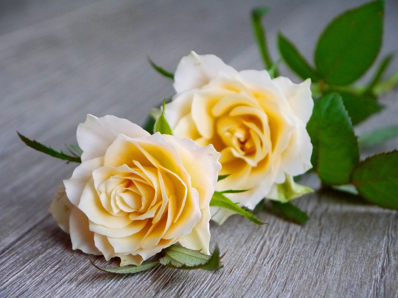 Bouquets de Saint-Valentin : des fleurs alternatives aux roses pour chérir la planète