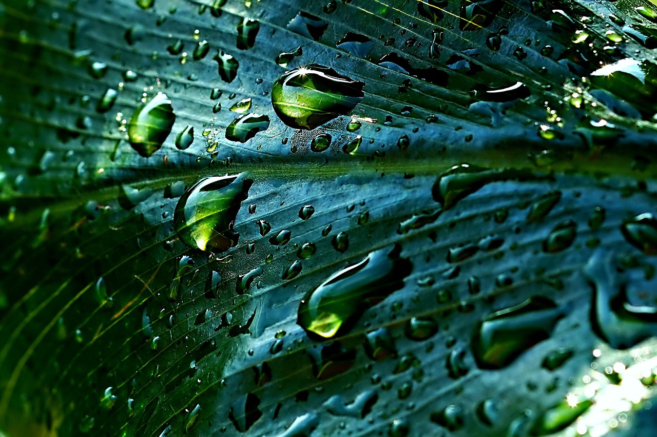 Récupération d’eau de pluie : guide complet pour économiser et préserver la ressource