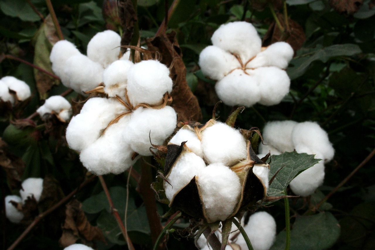 Coton bio en Afrique : la montée en puissance des petits agriculteurs tanzaniens vers l’excellence